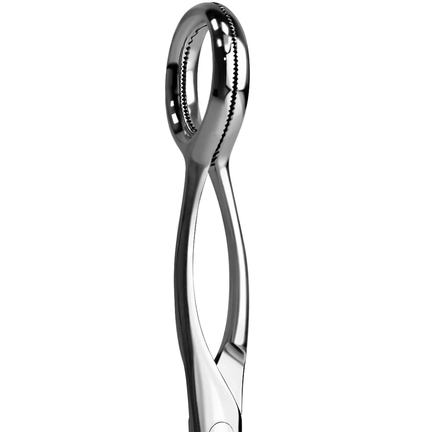 Collins Tongue Seizing Forceps 6.75 inch 17.1 cm with 25 mm wide jaws stainless steel ENT instrument